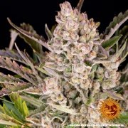 Gorilla Z Auto Strain – product view 10