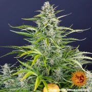 Gorilla Z Auto Strain – product view 11