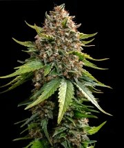 White Widow XXL Auto Strain – product view 1