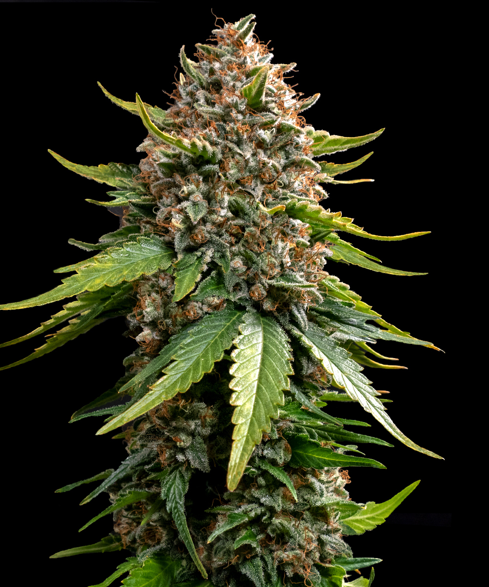 White Widow XXL Auto Strain – product view 1