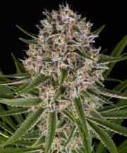 Lemon Haze Auto Strain – product view 1