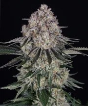 Sour Diesel Auto Strain – product view 1