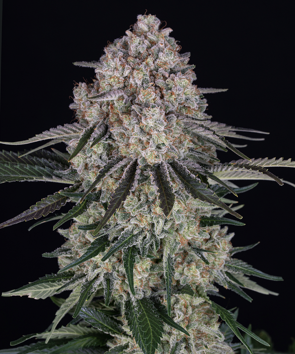 Sour Diesel Auto Strain – product view 1