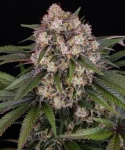 OG Kush Auto Strain – product view 1