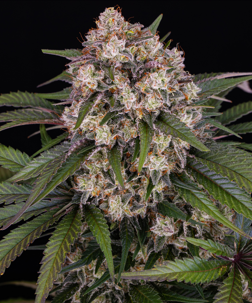 OG Kush Auto Strain – product view 1