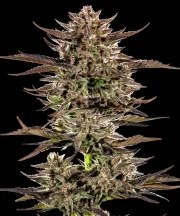 Frosted Zinn x 3 Bears OG Auto Strain – product view 1