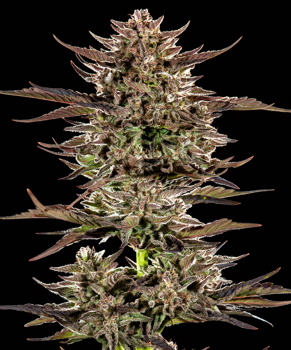 Frosted Zinn x 3 Bears OG Auto Strain – product view 1
