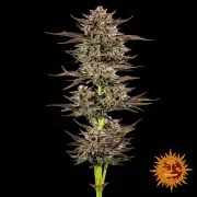 Frosted Zinn x 3 Bears OG Auto Strain – product view 2