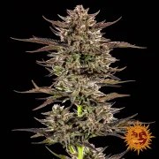 Frosted Zinn x 3 Bears OG Auto Strain – product view 3