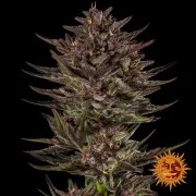 Frosted Zinn x Cookie Dog Auto Strain – product view 2