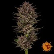 Frosted Zinn x Cookie Dog Auto Strain – product view 3