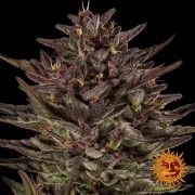 Frosted Zinn x Cookie Dog Auto Strain – product view 4