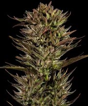 Thin Mint x Sour Pinot Auto Strain – product view 1