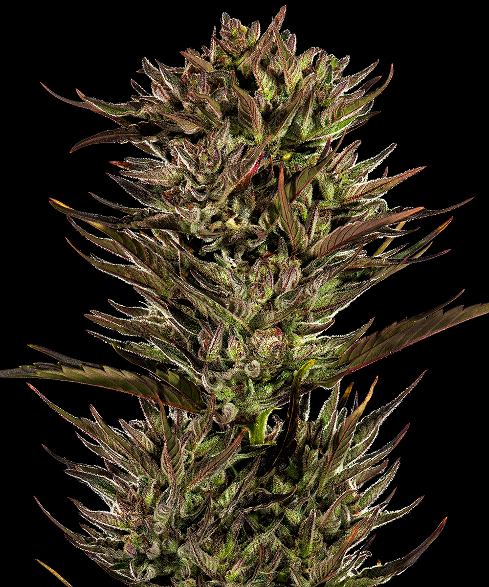 Thin Mint x Sour Pinot Auto Strain – product view 1