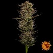 Thin Mint x Sour Pinot Auto Strain – product view 2