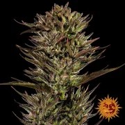 Thin Mint x Sour Pinot Auto Strain – product view 3