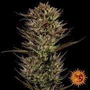 Thin Mint x Sour Pinot Auto Strain – product view 4