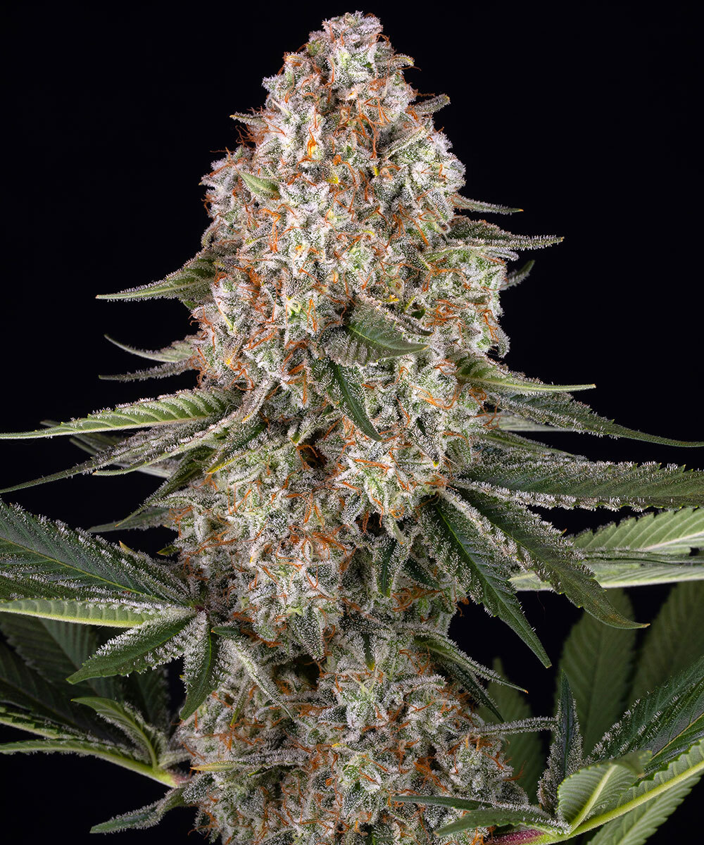 Mendo Breath Strain – product view 1
