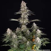 Mendo Breath Strain – product view 2
