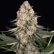 Mendo Breath Strain – product view 3