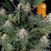 Mendo Breath Strain – product view 4