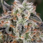 Mendo Breath Strain – product view 5