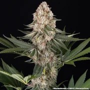 Mendo Breath Strain – product view 6
