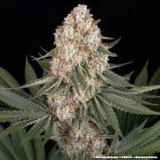Mendo Breath Strain – product view 7