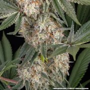 Mendo Breath Strain – product view 8