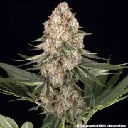 Mendo Breath Strain – product view 9