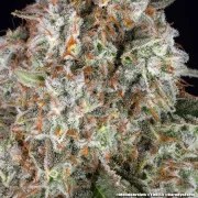 Mendo Breath Strain – product view 10