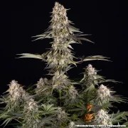 Mendo Breath Strain – product view 11