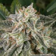 Mendo Breath Strain – product view 12