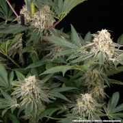 Mendo Breath Strain – product view 13