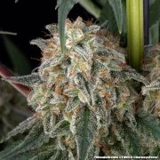 Mendo Breath Strain – product view 14