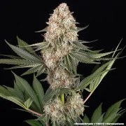 Mendo Breath Strain – product view 15