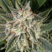 Mendo Breath Strain – product view 16