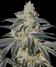 Afghan Hash Plant Auto Strain – product view 1