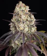Gary Payton Strain – product view 1