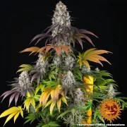 Gary Payton Strain – product view 2