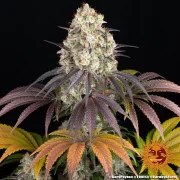 Gary Payton Strain – product view 3