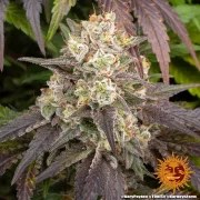 Gary Payton Strain – product view 4