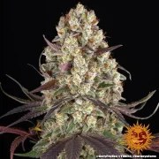 Gary Payton Strain – product view 5