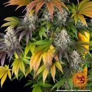Gary Payton Strain – product view 6