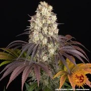 Gary Payton Strain – product view 7