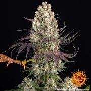 Gary Payton Strain – product view 8
