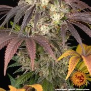 Gary Payton Strain – product view 9