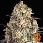 Gary Payton Strain – product view 10