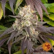 Gary Payton Strain – product view 11