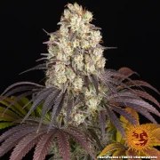 Gary Payton Strain – product view 12